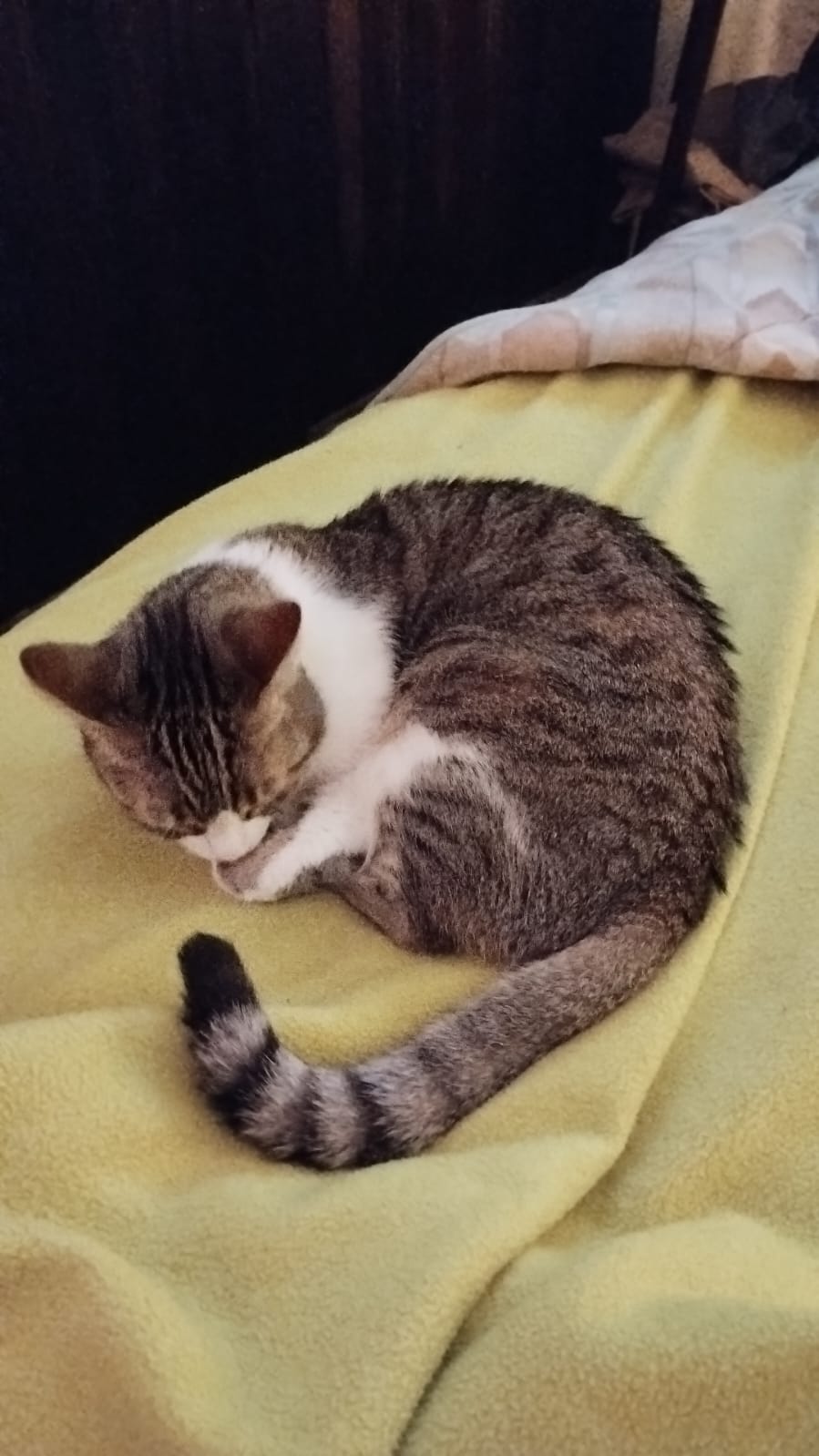Tuni curled up sleeping